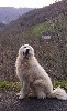 CHIOT mâle 8 : Ours du haras de Chante-neige