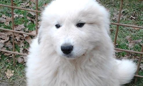 du Haras de Chante-Neige - Jasmine gagnante !