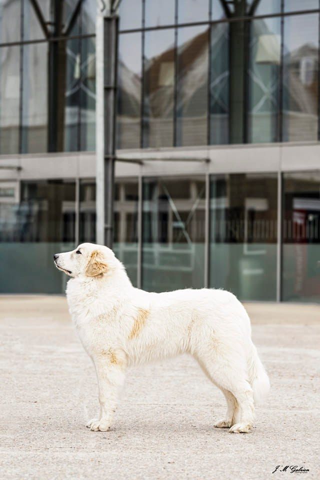du Haras de Chante-Neige - Tendresse gagne à Limoges !