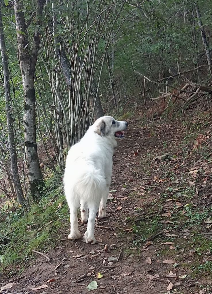 Trésor Primée, Ours confirmé