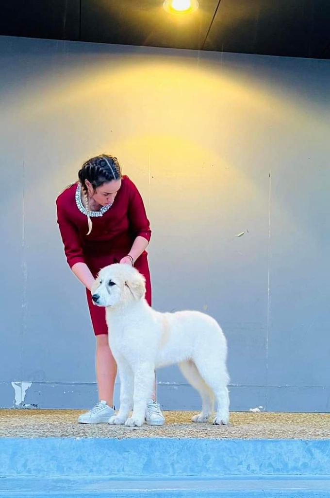 du Haras de Chante-Neige - Tendresse gagnante 4 fois !!!