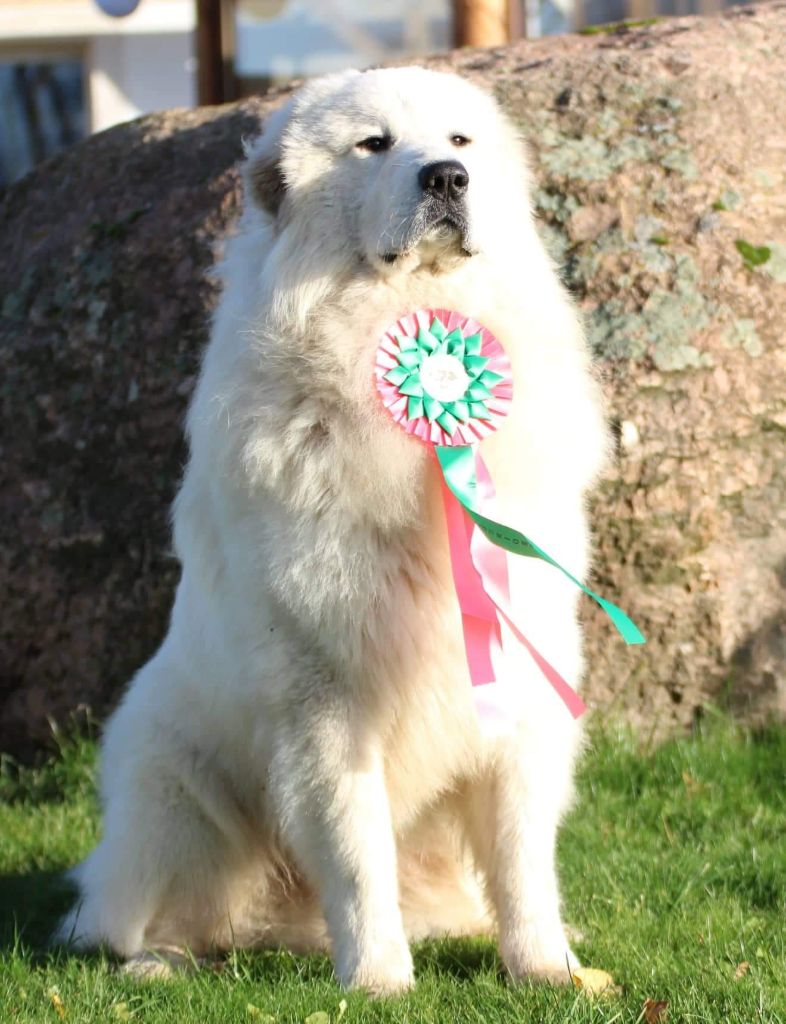 du Haras de Chante-Neige - Perseus champion !!!