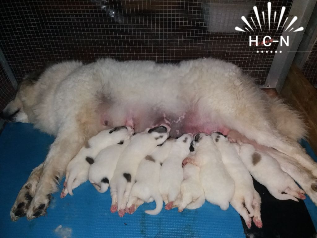 du Haras de Chante-Neige - Chiots nés le 25 Juin 2022