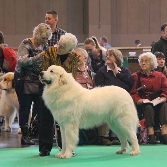 du Haras de Chante-Neige - Cruft 2016 !