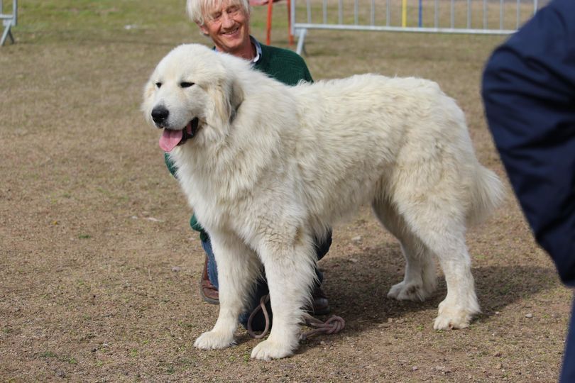 du Haras de Chante-Neige - l'album photo du papa des chiots 2022-23