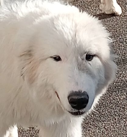 CHIOT TITAN