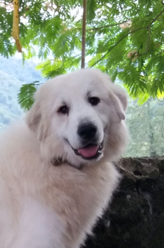 du Haras de Chante-Neige - Chien de Montagne des Pyrenees - Portée née le 30/09/2019