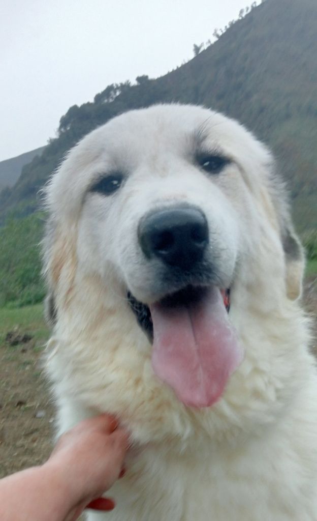 CHIOT TWO-TWO