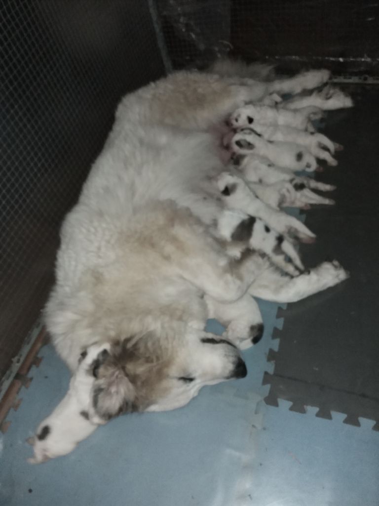 du Haras de Chante-Neige - Chien de Montagne des Pyrenees - Portée née le 17/11/2020