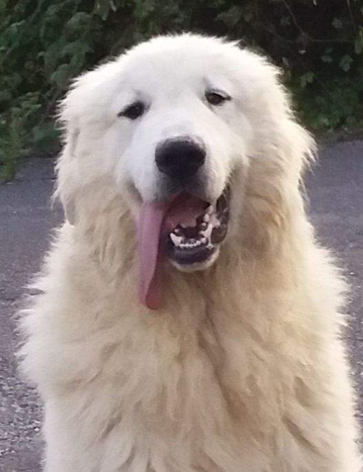 du Haras de Chante-Neige - Chien de Montagne des Pyrenees - Portée née le 05/10/2018